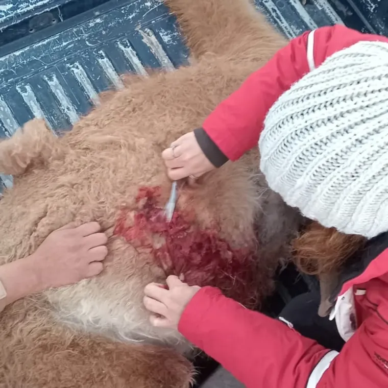 Los veterinarios constataron la herida de bala del guanaco Los veterinarios constataron la herida de bala del guanaco