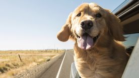 El estudio sobre Golden Retriever analizó ADN y conducta en más de 1.300 perros para entender por qué algunos son más sensibles, temerosos o fáciles de entrenar. El estudio sobre Golden Retriever analizó ADN y conducta en más de 1.300 perros para entender por qué algunos son más sensibles, temerosos o fáciles de entrenar.