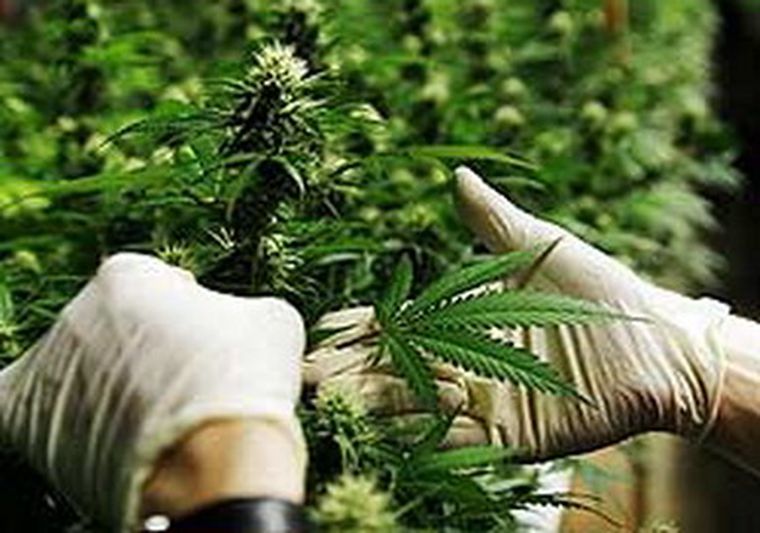 Planta de marihuana.