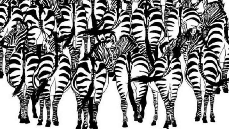 ACERTIJO VISUAL ACERTIJO VISUAL, RETO VISUAL, ARDILLA Foto: ARCHIVO