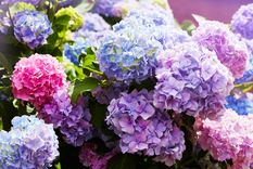 Con este truco casero tendrás hortensias con flores todo el año Foto: Shutterstock