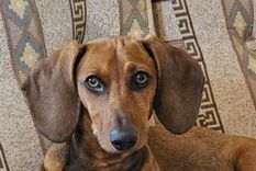 Los perros salchichas son de las razas más queridas por todos Foto: Rodrigo Carrizo