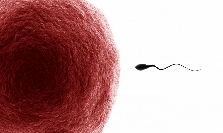 Foto: centregidona.cat