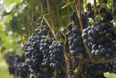 por impuestos, la vitivinicultura no pudo exportar u$s3.000 millones