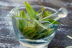 Esta planta medicinal vuelve a ocupar un lugar importante en hogares, herbolarios y tratamientos complementarios Foto: Archivo