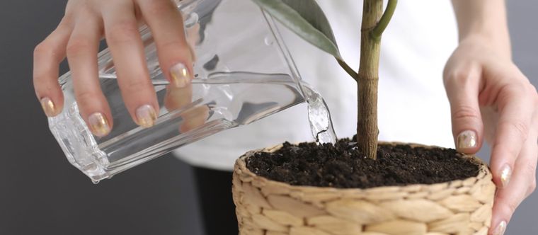 Es importante aprender a reconocer los tipos de plantas para conocer sus necesidades de riego Foto: Shutterstock