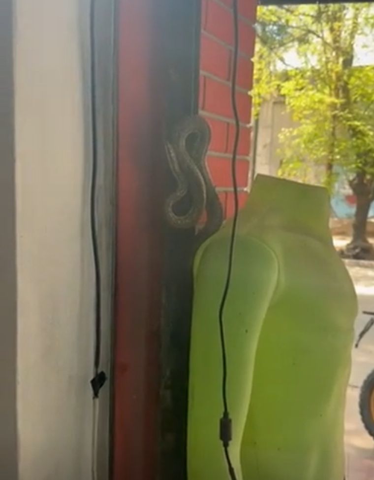 La serpiente en pleno centro de Mendoza.