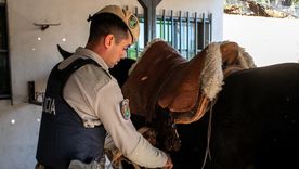 La Policía Rural detectó carne en mal estado en Maipú y recuperó caballos en Lavalle 
