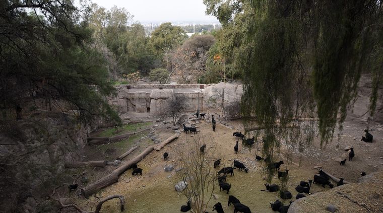 Ecoparque de Mendoza. Imagen de archivo Ecoparque de Mendoza. Imagen de archivo