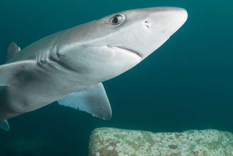 Los especialistas siguen investigando cómo se produjo el nacimiento de este tiburón en cautiverio. Los especialistas siguen investigando cómo se produjo el nacimiento de este tiburón en cautiverio.