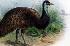 El estudio se enfoca en especies extintas, como el emú de Tasmania. Foto Dpa