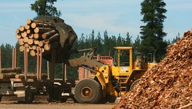 La suba de costos de producción y los bajos precios están afectando a la industria forestal, un sector clave en provincias como Corrientes y Misiones, que ahora está en crisis. 