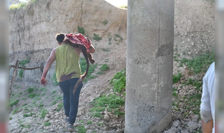 Uno de los que atacó a las vacas. Foto: NA