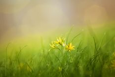 Las plantas necesitan suficiente calor en cada etapa de su ciclo de vida, desde las semillas hasta las plantas maduras. Foto: Pixabay