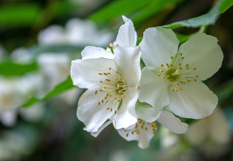 Jazmín, sobrevive al frío. Foto: Fuente: Shutterstock