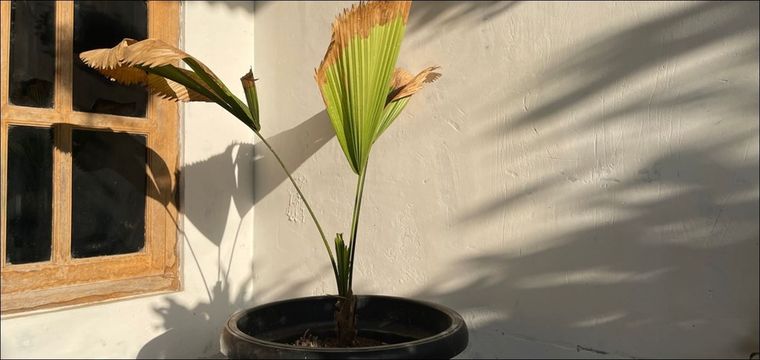 Ayuda a tus plantas a tener los nutrientes necesarios para la recuperación correcta. Foto: Archivo