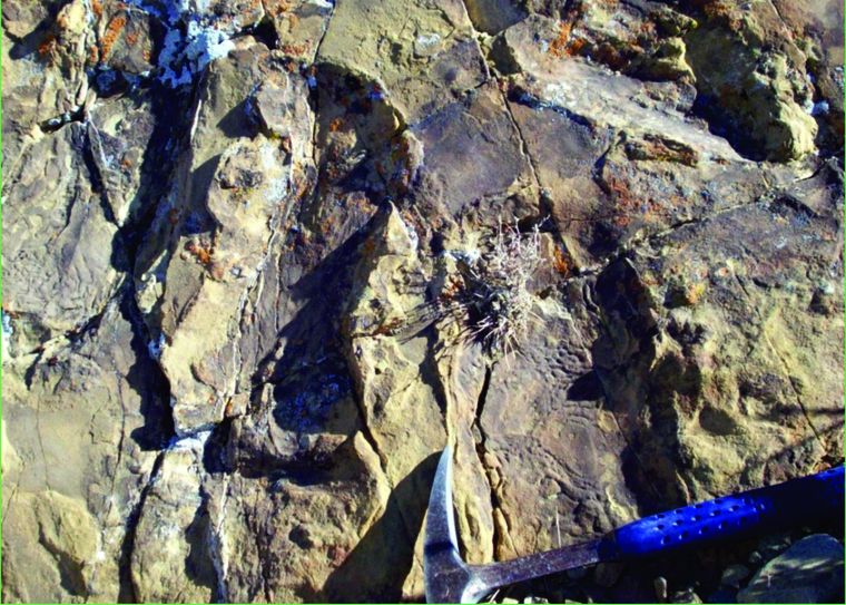 Paleontólogos hallaron huellas de un dinosaurio en Neuquén Foto: Telam