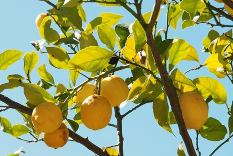 Cómo usar restos orgánicos para cuidar al limonero. Foto: Archivo