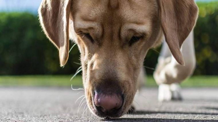 Cambiar la ruta del paseo estimula el olfato y reduce el estrés del perro. Foto: Fuente: iStock (a través de ecodiario.eleconomista.es) Cambiar la ruta del paseo estimula el olfato y reduce el estrés del perro. Foto: Fuente: iStock (a través de ecodiario.eleconomista.es)