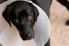 mascotas: como acompanar una rehabilitacion mascotas: como acompanar una rehabilitacion