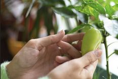 Aprende a cultivar tu propio alimento en casa Foto: Shutterstock