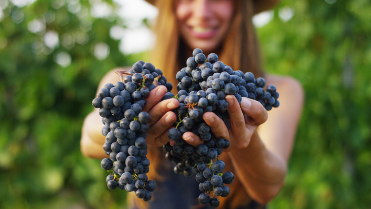 La bodega ofrece experiencias de guía a sus visitantes Foto: Freepik