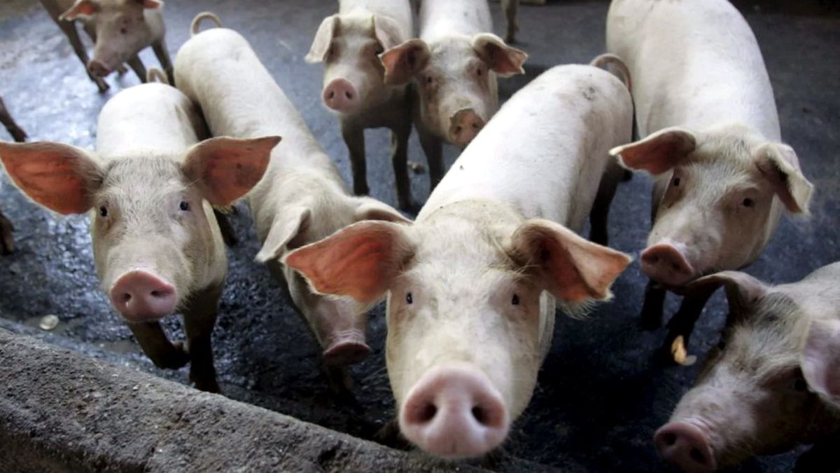Dichos sobre bichos: de dónde vienen las frases populares que se referencian en animales