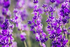 Lavanda Atrae la fortuna. Foto: SHUTTERSTOCK