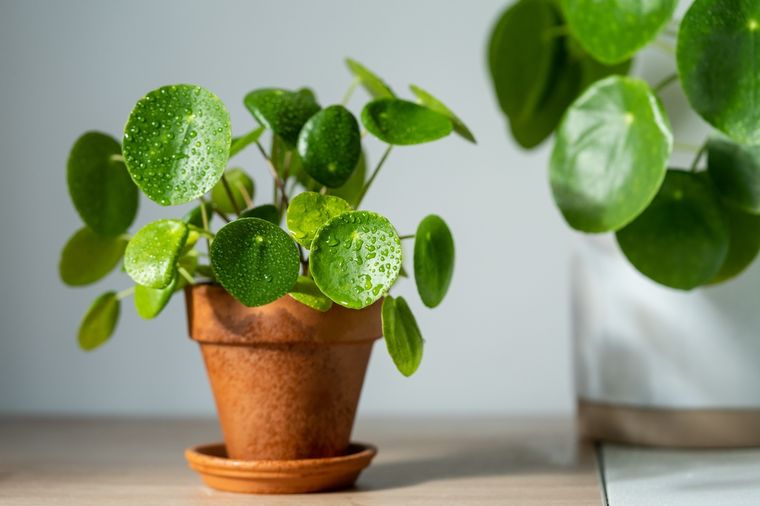 La planta que atrae la abundancia. Fuente: Shutterstock.