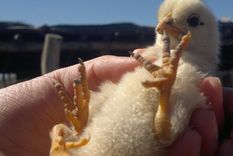 Foto: El cuco digital