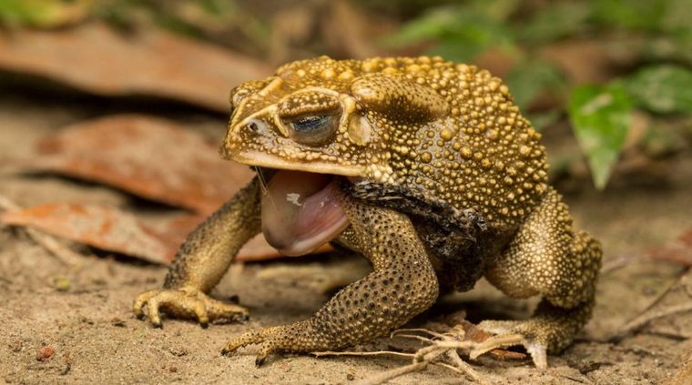 Este sapo, además, se reproduce rápidamente. Foto: Sinc.