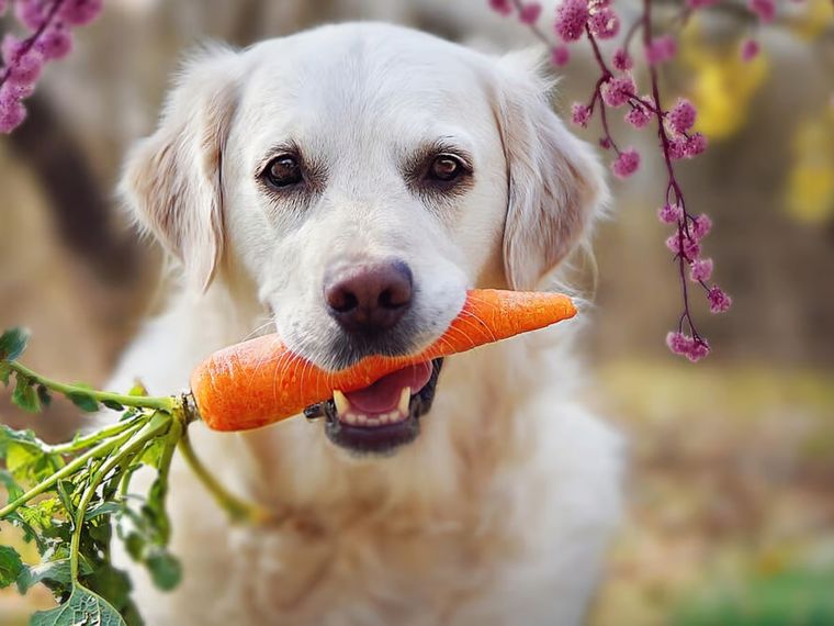 Esto es lo que debes saber sobre tu perro Foto: Shutterstock