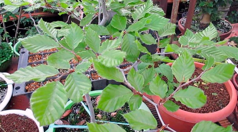 Ejemplares de los bonsáis el Haya (Fagus sylvatica o Fagus crenata). Foto: tribubonsai.com