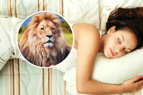 Las diferentes interpretaciones de soñar con un león (Shutterstock).