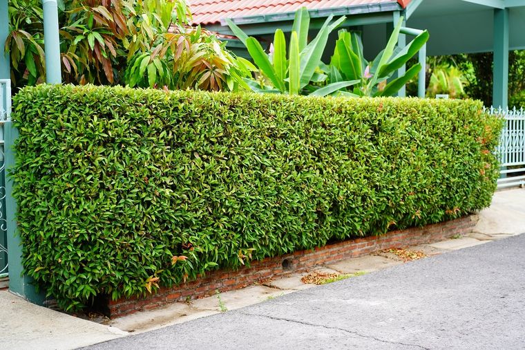 ARBUSTOS PARA FORMAR UN CERCO Foto: SHUTTERSTOCK