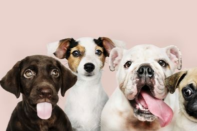 MDZol | Se estima que existen más de 800 razas de perros en el mundo Foto: Shutterstock