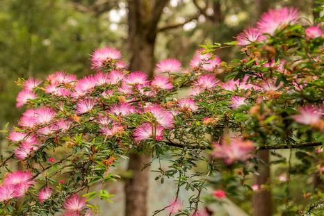 Los árboles ornamentales de pequeño tamaño ganan popularidad en patios urbanos y jardines reducidos. Los árboles ornamentales de pequeño tamaño ganan popularidad en patios urbanos y jardines reducidos.