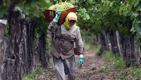 La vitivinicultura mendocina atraviesa una tormenta perfecta de la que no puede salir. La vitivinicultura mendocina atraviesa una tormenta perfecta de la que no puede salir.