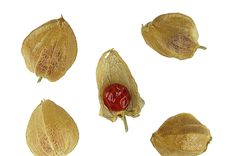 Ashwagandha: La planta milenaria que conquista al mundo Foto: Wikipedia