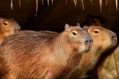 milanesas de carpincho: la provocacion gastronomica que emerge en medio del conflicto de nordelta