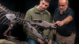 Un equipo internacional de paleontólogos anunció el descubrimiento de una nueva especie de cocodrilo carnívoro que habitó la Patagonia hace 70 millones de años. Un equipo internacional de paleontólogos anunció el descubrimiento de una nueva especie de cocodrilo carnívoro que habitó la Patagonia hace 70 millones de años.