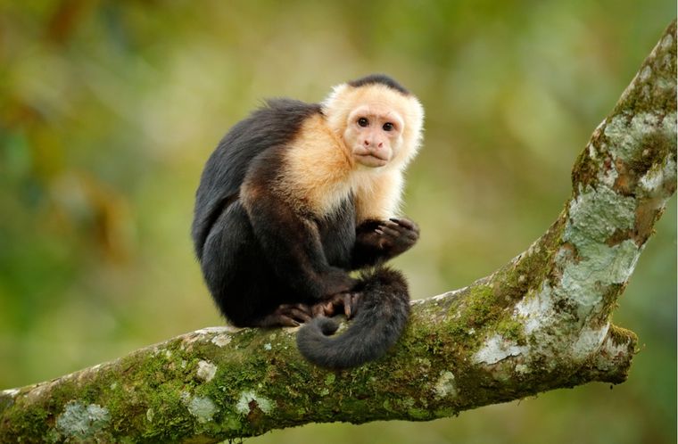 Sueños Conoce el significado de soñar con monos Foto: Shutterstock