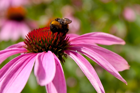 La Equinácea es una planta rústica que se adapta a climas extremos sin perder sus colores en el jardín. Foto: Freepik La Equinácea es una planta rústica que se adapta a climas extremos sin perder sus colores en el jardín. Foto: Freepik