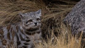 Desde el gato andino hasta la ranita del Pehuenche, varias especies de Mendoza enfrentan amenazas cada vez más difíciles de revertir. Desde el gato andino hasta la ranita del Pehuenche, varias especies de Mendoza enfrentan amenazas cada vez más difíciles de revertir.