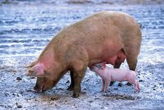 china: lanzan un cerdo desde una torre para promocionar un parque de diversiones