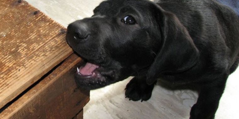 Esto es lo que puedes hacer con tu mascota si muerde tus muebles Foto: Archivo