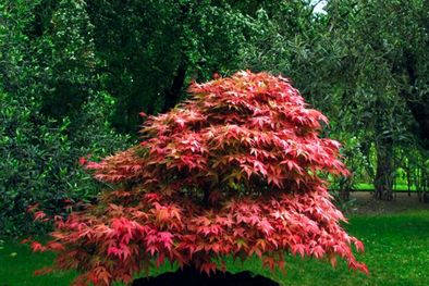 MDZol | acer palmatum Foto: bonsaicuidados.org