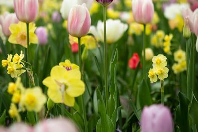 MDZol | Con este truco casero las flores del jardín crecerán fuertes y sanas Foto: Archivo