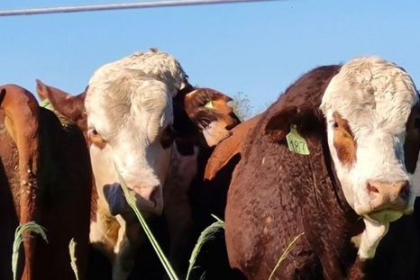 Agro y ganadería en alerta Agro y ganadería en alerta