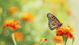 Estos son los trucos definitivos para lograr un jardín lleno de mariposas Foto: House Beautiful - housebeautiful.com Estos son los trucos definitivos para lograr un jardín lleno de mariposas Foto: House Beautiful - housebeautiful.com